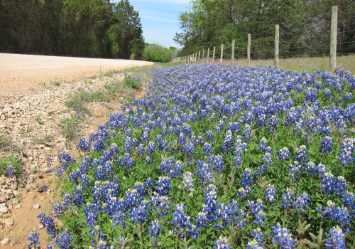 What are 5 interesting facts about texas?